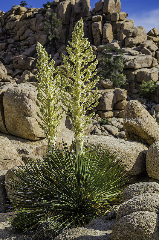 Nolina parryi, Parry Nolina，在加州约书亚树国家公园被发现。Asparagaceae。